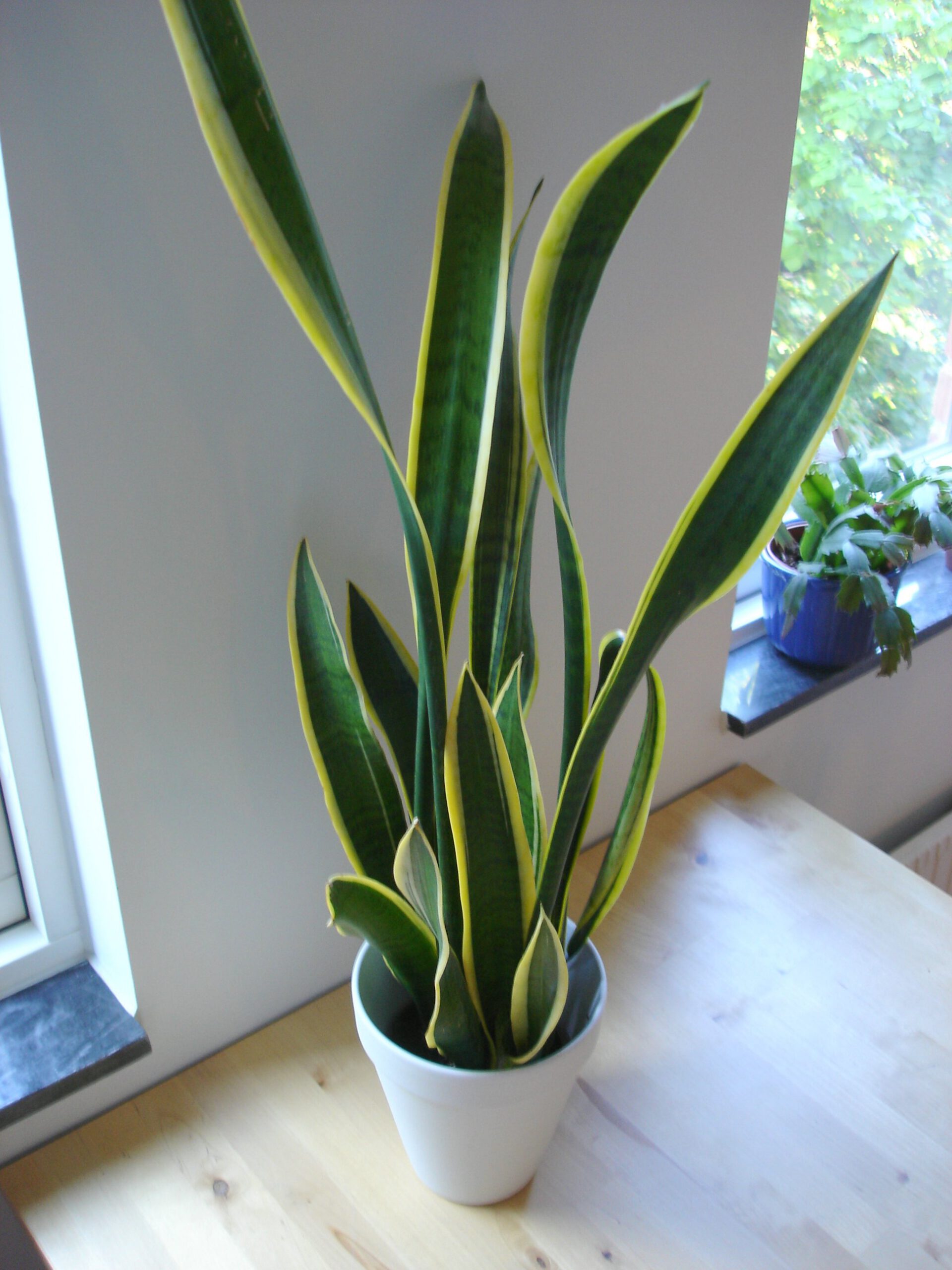 Planta serpiente (Sansevieria) ideal para principiantes
