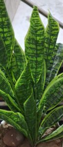Sansevieria con sus características hojas erectas y bandas verdes