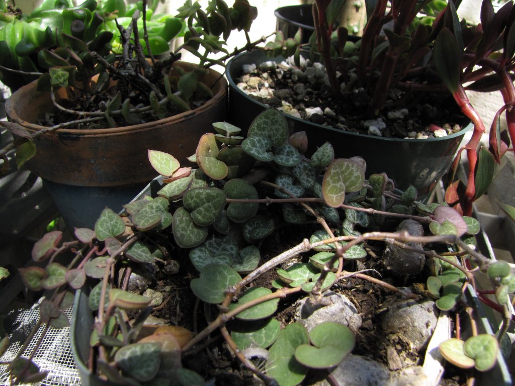 String of Hearts - cuidados y características de la Ceropegia woodii