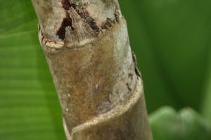 Strelitzia nicolai - cuidados y características del Ave del Paraíso Blanca tropical