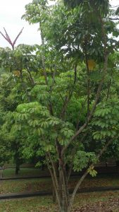 Schefflera - cuidados y características del Árbol Paraguas de gran tamaño