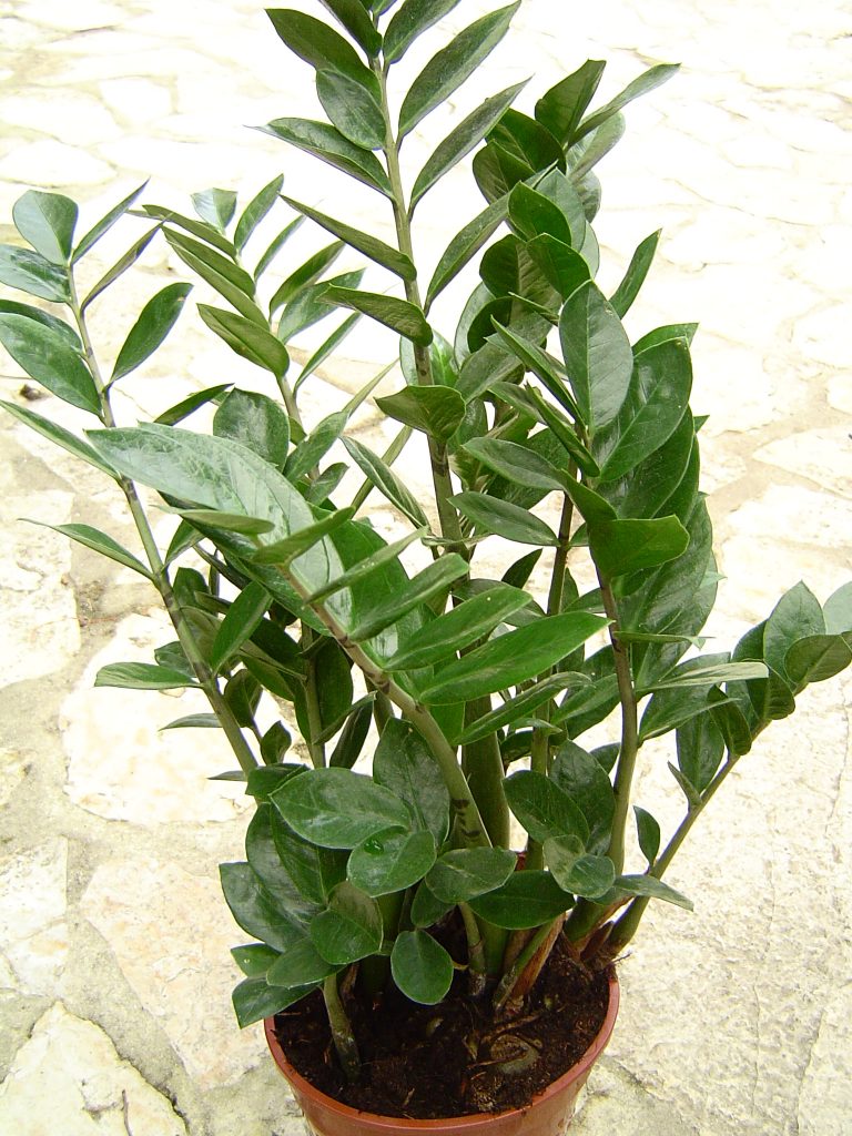 ZZ Plant - cuidados y características para espacios con poca luz