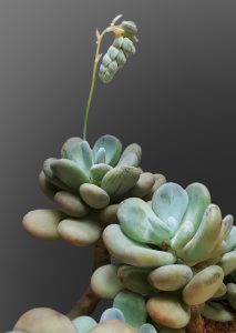 Pachyphytum oviferum - cuidados y características