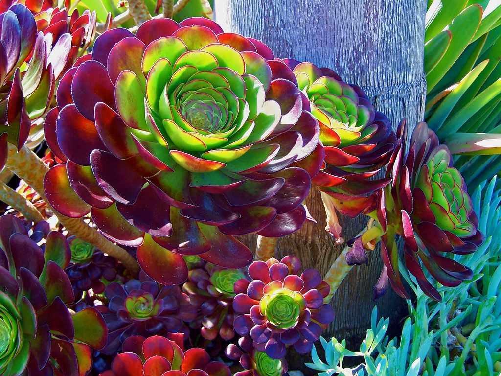 Aeonium arboreum - cuidados y características de la suculenta arbustiva