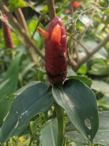 Aeschynanthus radicans - cuidados y características de la planta del pintalabios