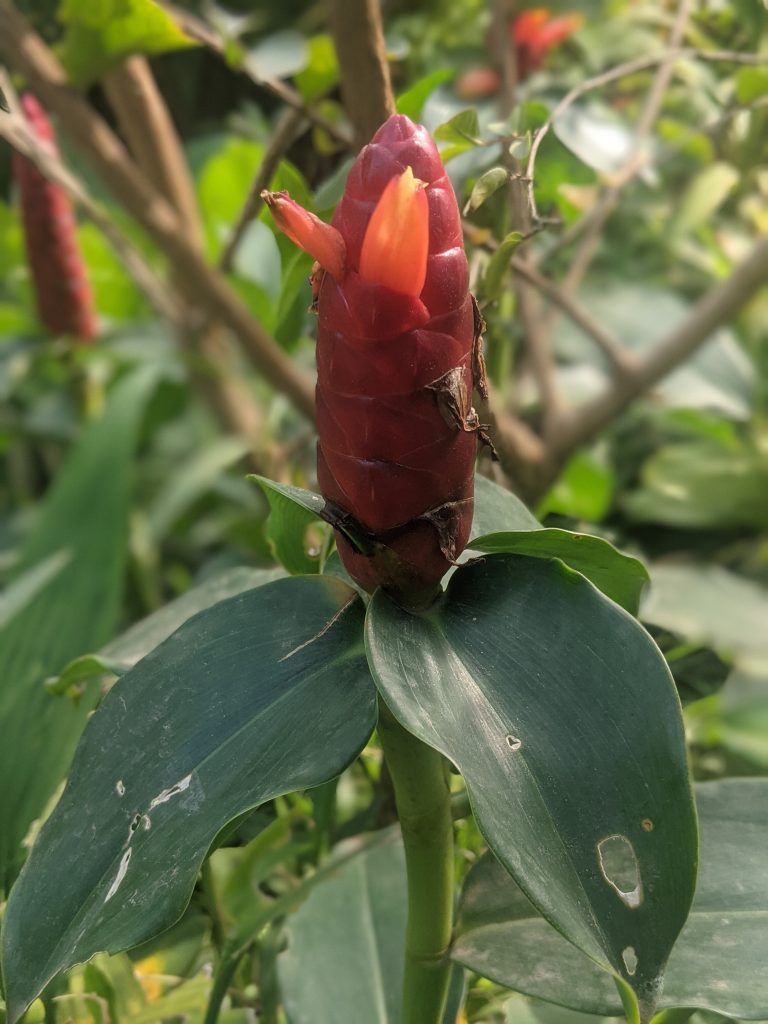 Aeschynanthus radicans - cuidados y características de la planta del pintalabios