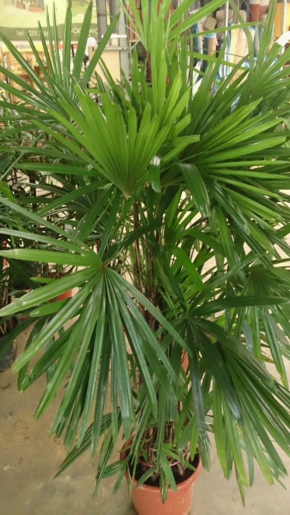 Palma Lady - cuidados y características de Rhapis excelsa