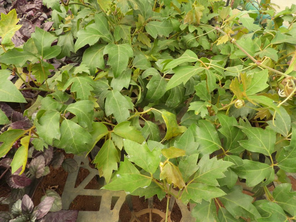 Hiedra de Uva - cuidados y características