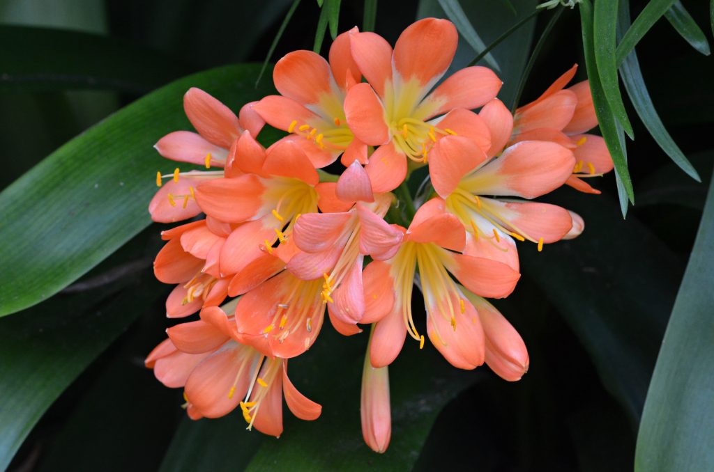 Clivia miniata - cuidados y características