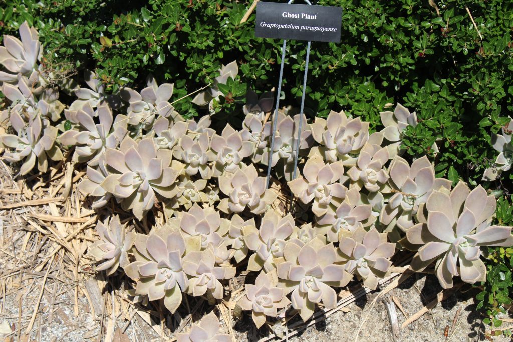 Graptopetalum paraguayense - cuidados y características