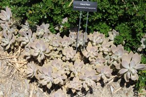 Graptopetalum paraguayense - cuidados y características