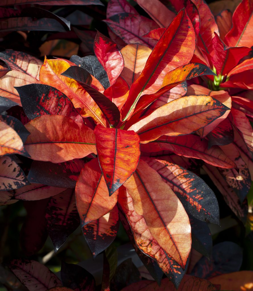 Croton - cuidados y características de la planta multicolor