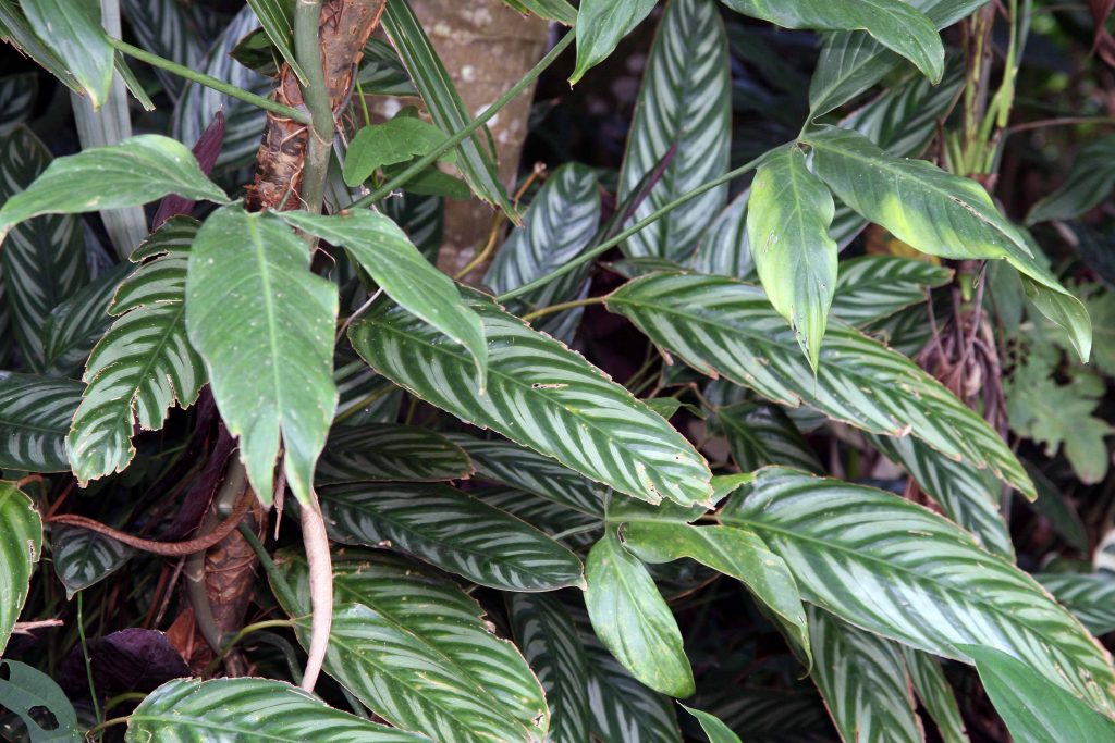 Ctenanthe setosa - cuidados y características de la planta tropical