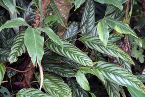 Ctenanthe setosa - cuidados y características de la planta tropical
