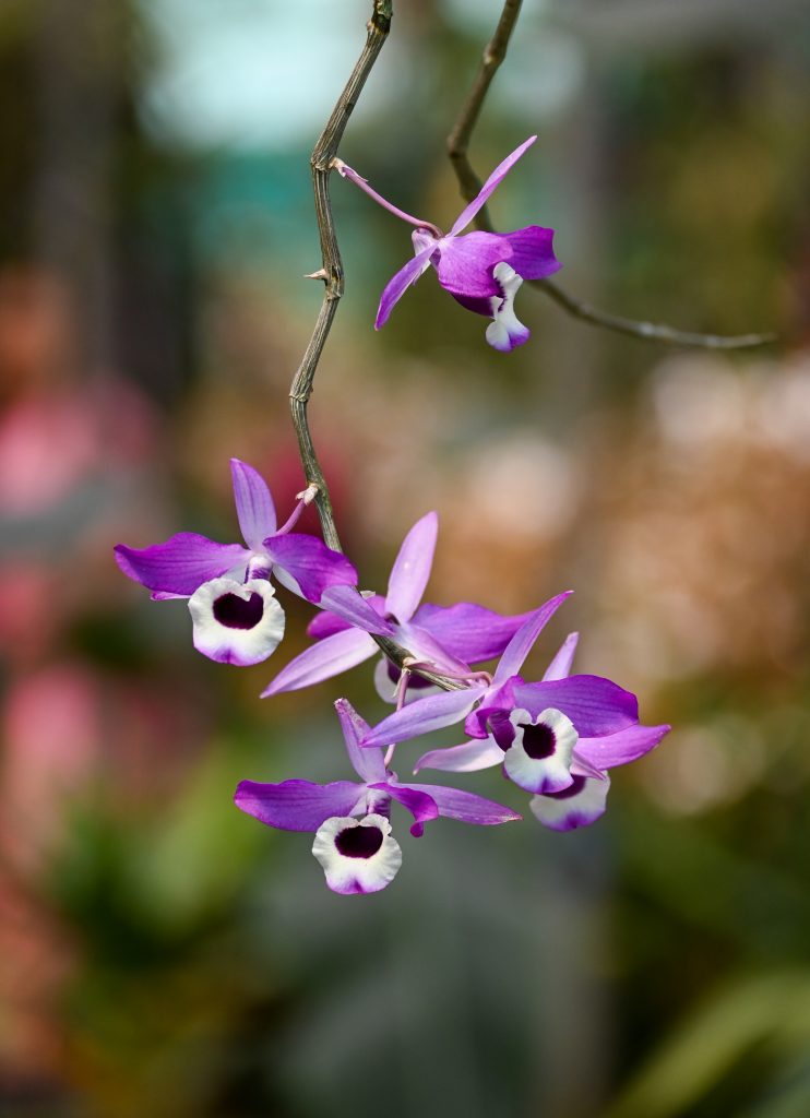 Orquídea Dendrobium - cuidados y características