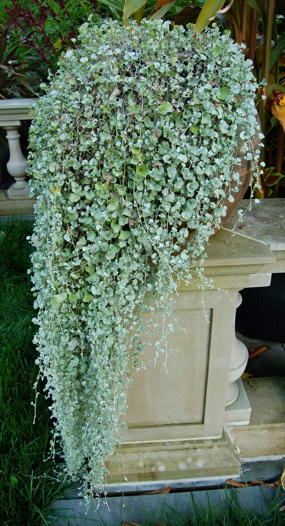 Dichondra Silver Falls - cuidados y características