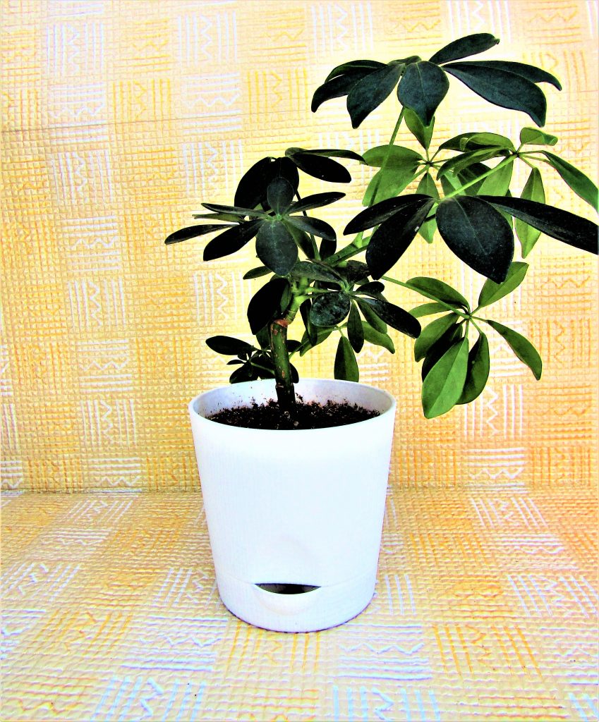 Schefflera Enana - cuidados y características del Árbol Paraguas