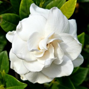 Gardenia jasminoides - cuidados y características