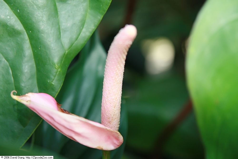 Homalomena - cuidados y características de la planta purificadora tropical