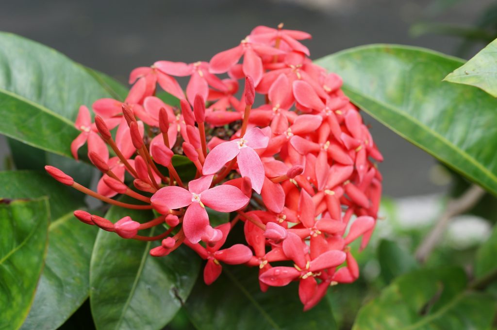 Ixora coccinea - cuidados y características