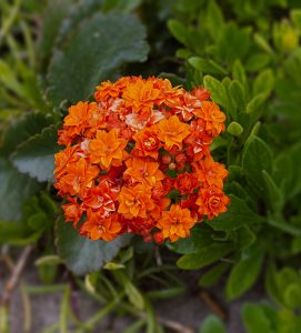 Kalanchoe blossfeldiana - cuidados y características
