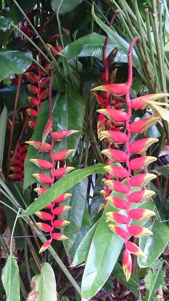 Heliconia - cuidados y características de la Pinza de Langosta tropical