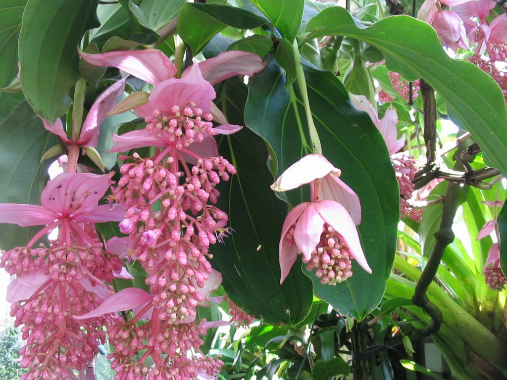 Medinilla magnifica - cuidados y floración de la planta tropical