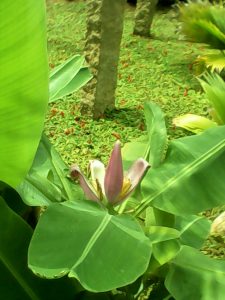 Platanero Ornamental Musa ornata - cuidados y características
