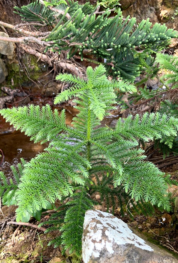 Araucaria - cuidados y características del Pino de Norfolk