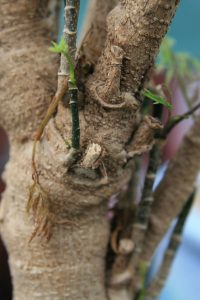 Aralia Ming - cuidados y características de Polyscias fruticosa
