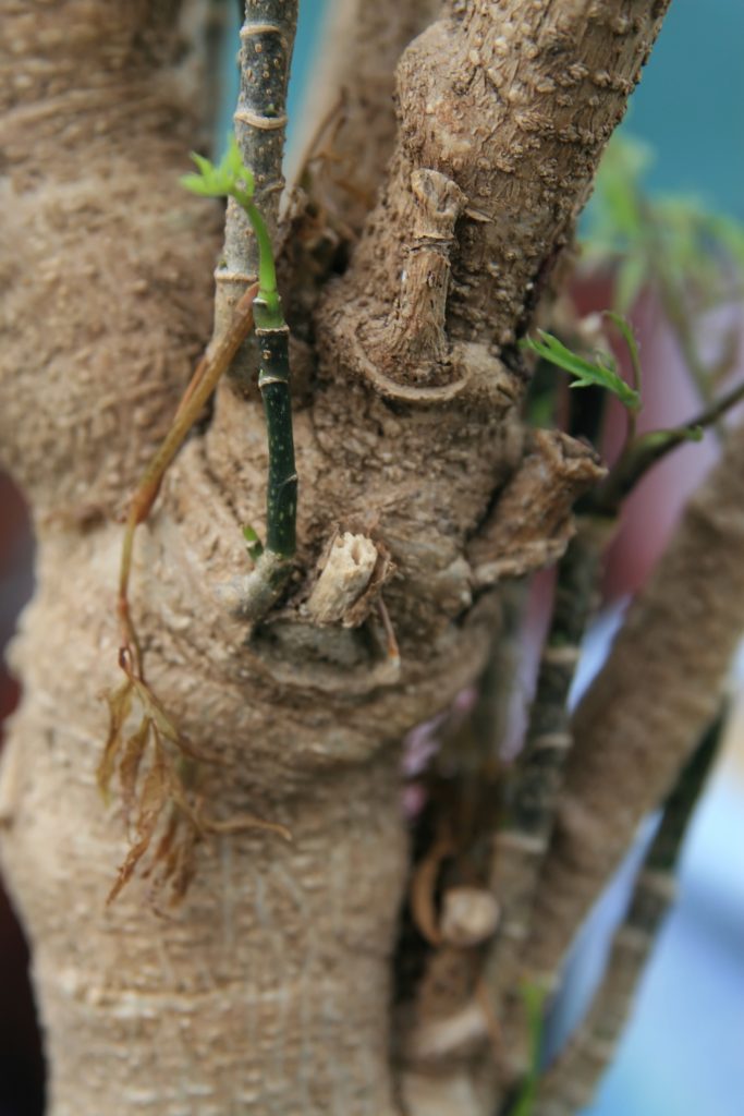 Aralia Ming - cuidados y características de Polyscias fruticosa