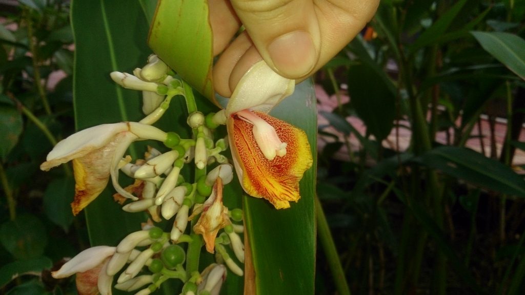 Jengibre de Concha Alpinia zerumbet - cuidados y características