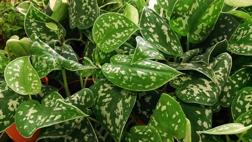 Scindapsus Pictus - cuidados y características del pothos plateado