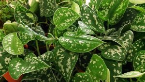 Scindapsus Pictus - cuidados y características del pothos plateado