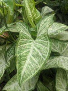 Syngonium podophyllum - cuidados y características