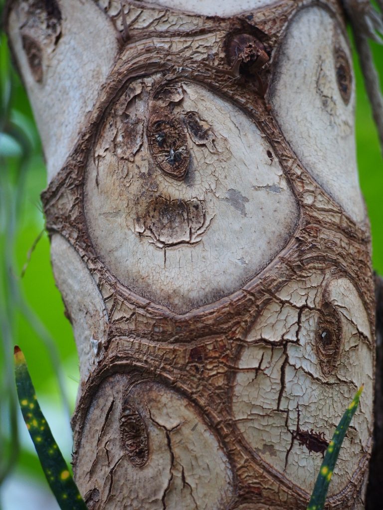 Philodendron Selloum - cuidados y características