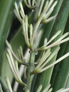 Sansevieria cylindrica - hojas cilíndricas de lanza africana en interior