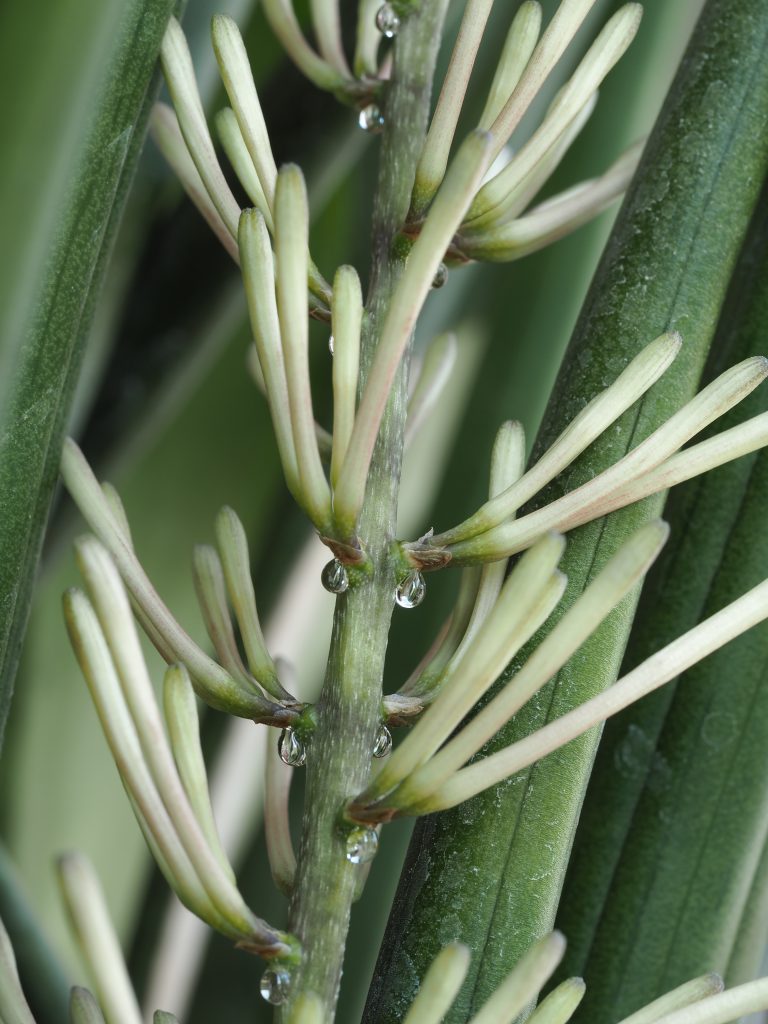 Sansevieria cylindrica - hojas cilíndricas de lanza africana en interior