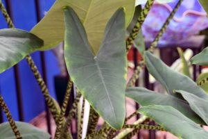 Alocasia zebrina - tallos rayados como cebra en planta de interior