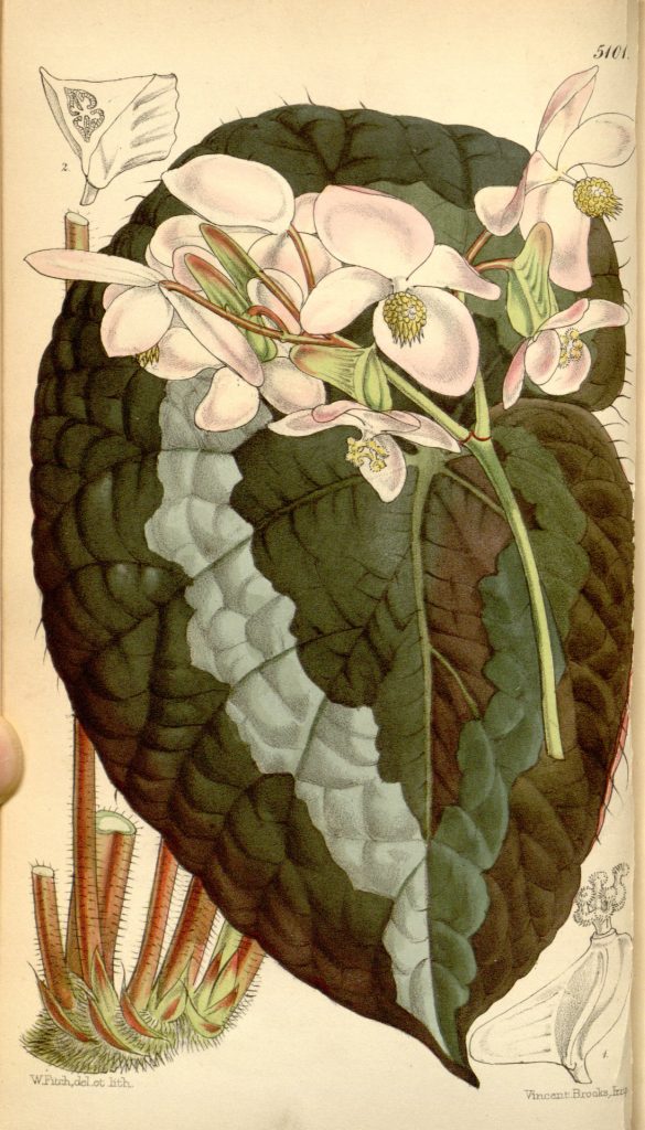 Begonia Rex - cuidados y características de la planta de hojas pintadas