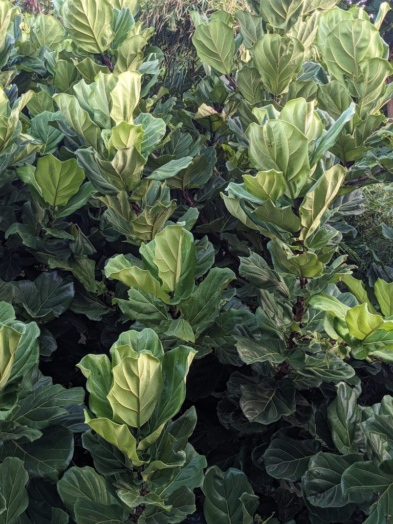 Ficus lyrata fiddle leaf fig planta para comparativa con Ficus elastica