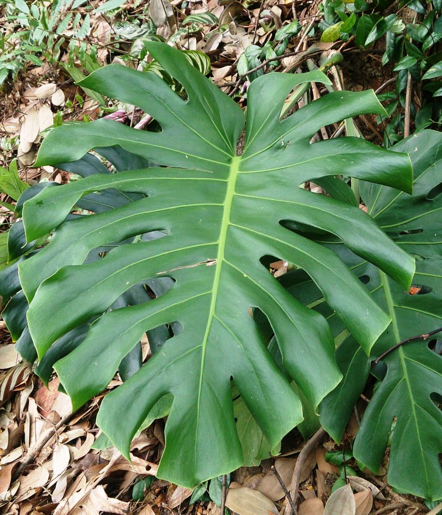 Monstera deliciosa hojas fenestradas para comparativa con Monstera adansonii