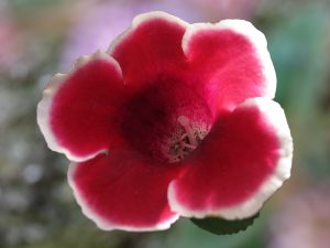 Gloxinia Sinningia speciosa - cuidados y características de flores aterciopeladas