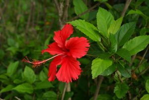 Hibisco Hibiscus rosa-sinensis - cuidados y características de la Rosa de China