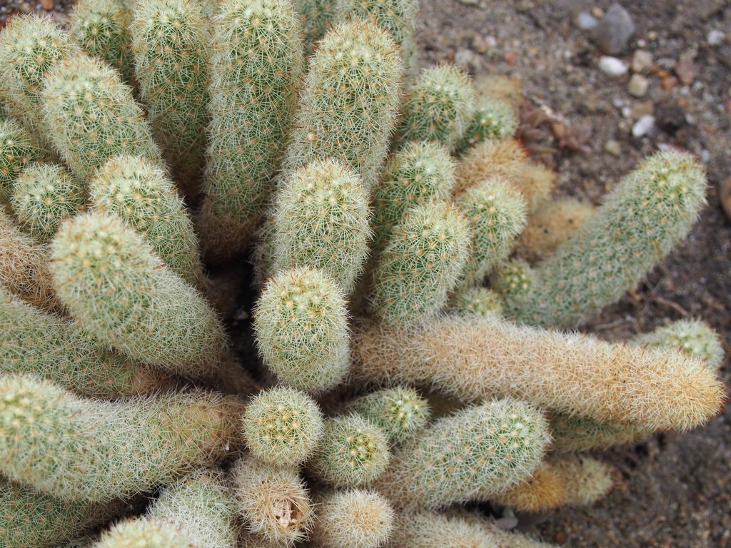 Mammillaria elongata - cactus dedos dorados con espinas brillantes