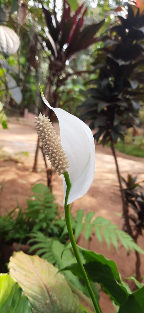 Comparativa de plantas purificadoras de aire para interior según estudio NASA