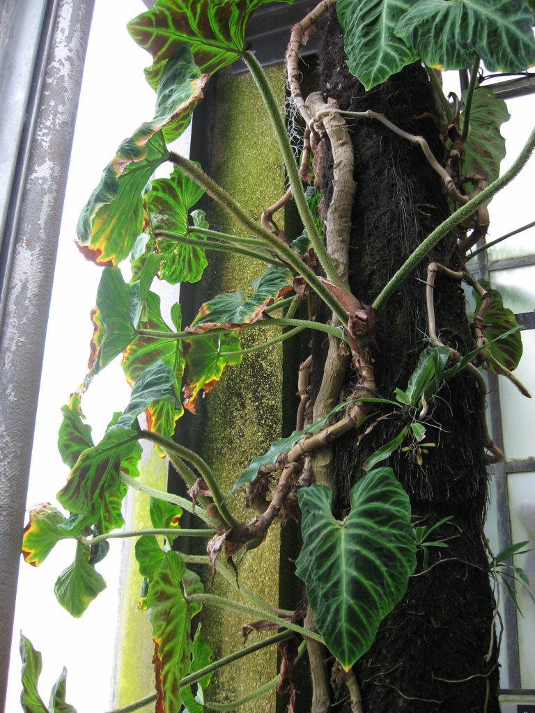 Philodendron verrucosum - hojas aterciopeladas con venas doradas en interior