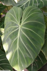 Philodendron gloriosum - hojas aterciopeladas con venas blancas en interior