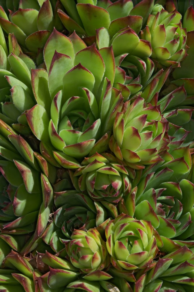Sempervivum tectorum - rosetas perfectas de siempreviva en maceta