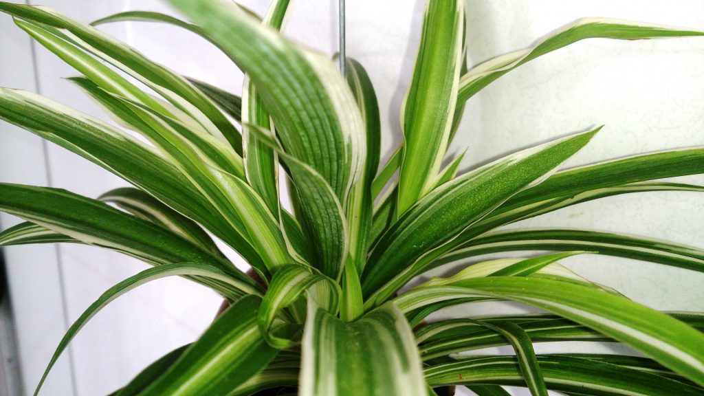 Spider Plant o Chlorophytum comosum, una de las plantas de interior más seguras para mascotas